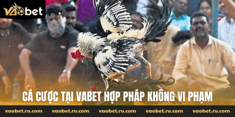 Cá cược tại Vabet hợp pháp không vi phạm