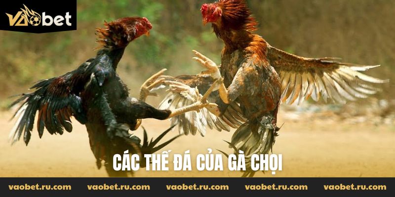 các thế đá của gà chọi
