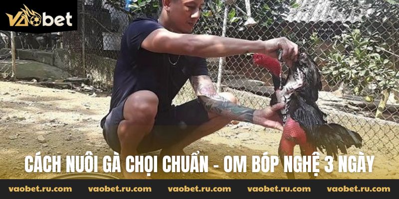 Cách nuôi gà chọi chuẩn - Om bóp nghệ 3 ngày
