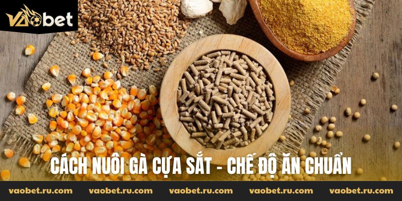 Cách nuôi gà cựa sắt - Chế độ ăn chuẩn