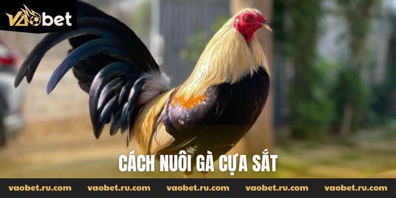 cách nuôi gà cựa sắt