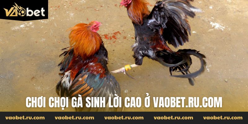 Chơi chọi gà sinh lời cao ở vaobet.ru.com