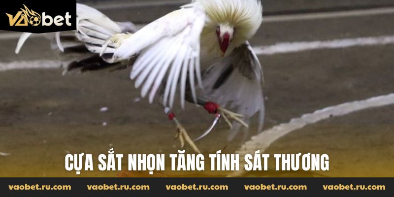 Cựa sắt nhọn tăng tính sát thương