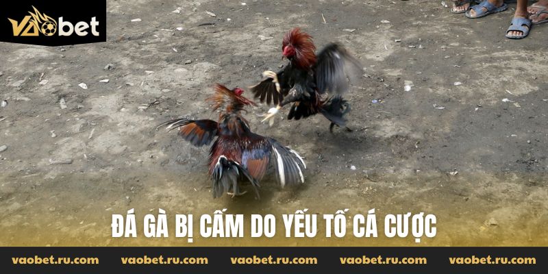 Đá gà bị cấm do yếu tố cá cược