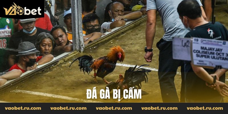 đá gà bị cấm
