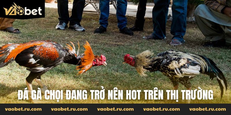 Đá gà chọi đang trở nên hot trên thị trường