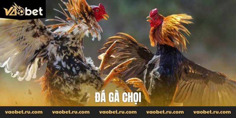 Đá gà chọi