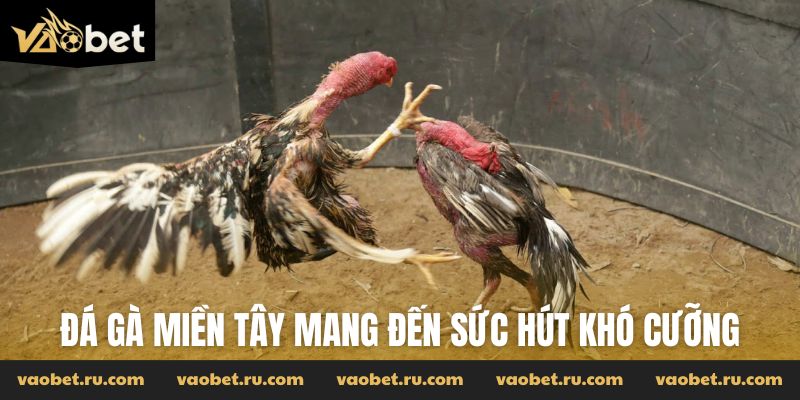 Đá gà miền Tây mang đến sức hút khó cưỡng