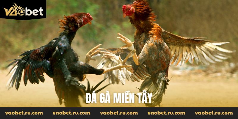 Đá gà miền Tây