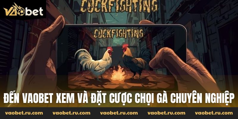 Đến Vaobet xem và đặt cược chọi gà chuyên nghiệp