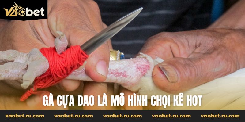 Gà cựa dao là mô hình chọi kê hot
