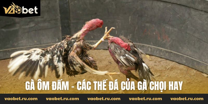 Gà ôm đấm - các thế đá của gà chọi hay