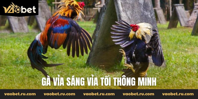 Gà vỉa sáng vỉa tối thông minh
