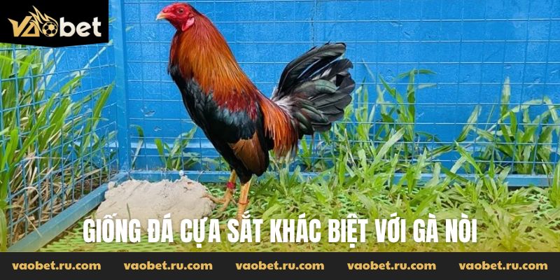 Giống đá cựa sắt khác biệt với gà nòi