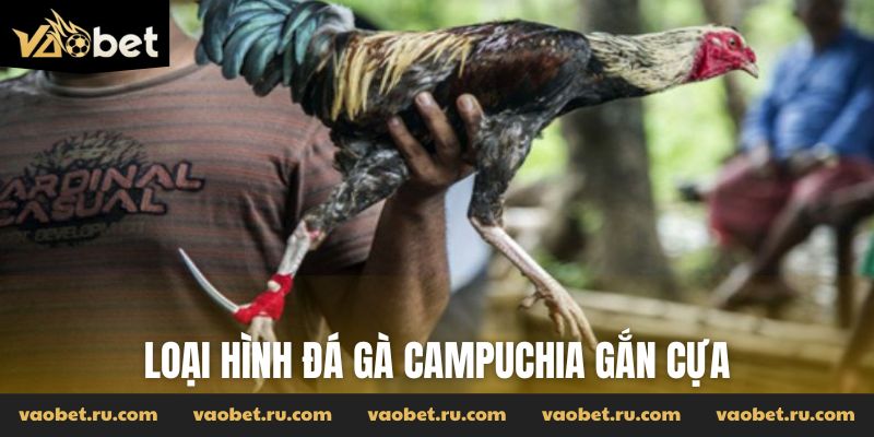 Loại hình đá gà Campuchia gắn cựa