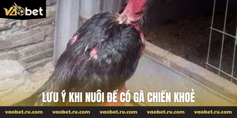 Lưu ý khi nuôi để có gà chiến khỏe mạnh