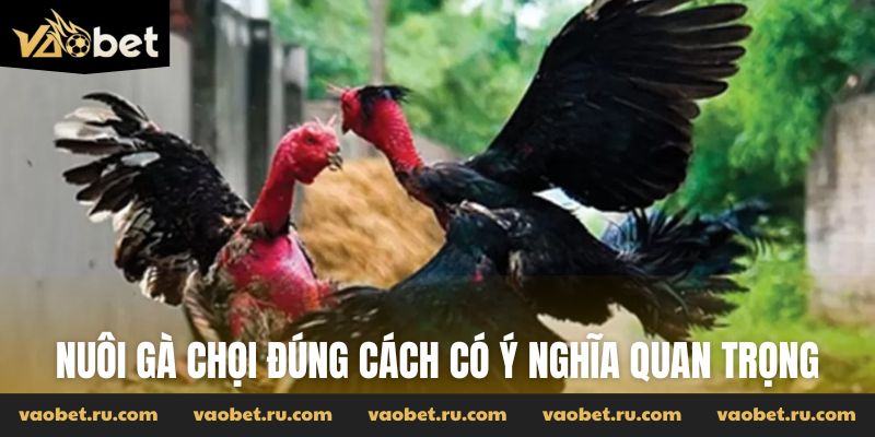 Nuôi gà chọi đúng cách có ý nghĩa quan trọng