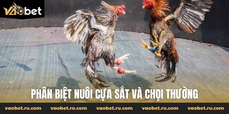 Phân biệt nuôi cựa sắt và chọi thường