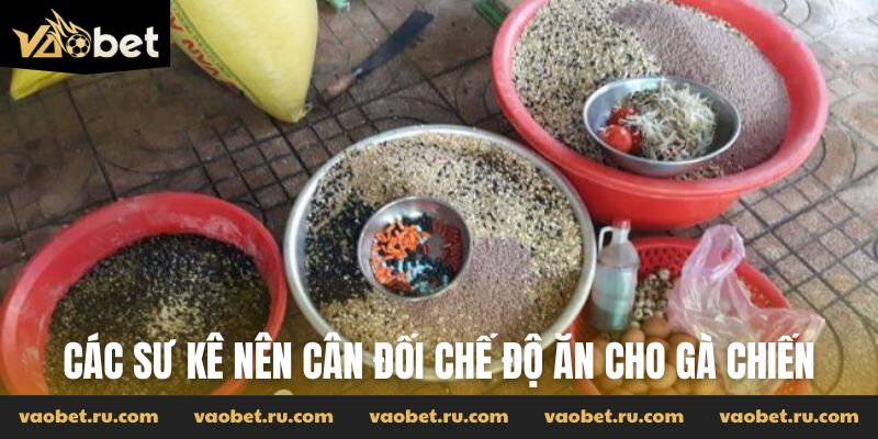 Các sư kê nên cân đối chế độ ăn cho gà chiến