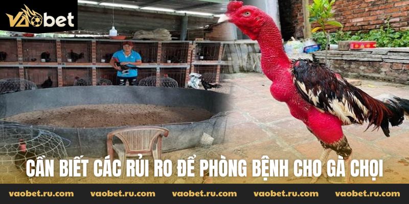 Cần biết các rủi ro để phòng bệnh cho gà chọi