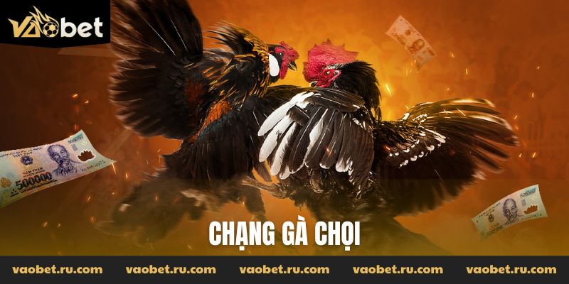 Chạng gà chọi