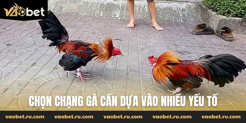 Chọn chạng gà cần dựa vào nhiều yếu tố