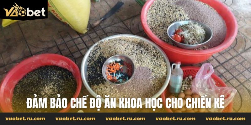Đảm bảo chế độ ăn khoa học cho chiến kê