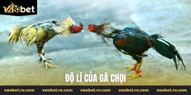 Độ lì của gà chọi