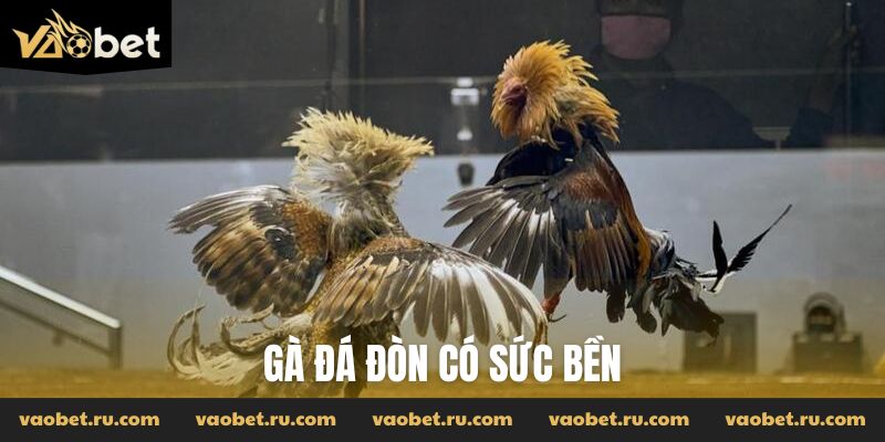 Gà đá đòn có sức bền