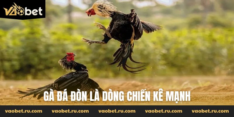 Gà đá đòn là dòng chiến kê mạnh