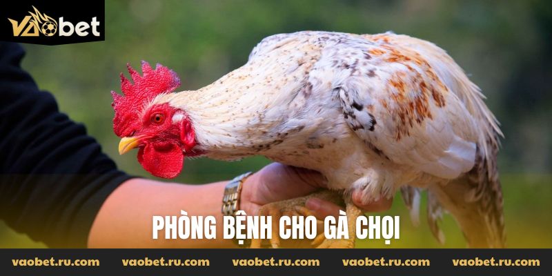 phòng bệnh cho gà chọi